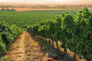 Sevilen ©Wines of Turkey